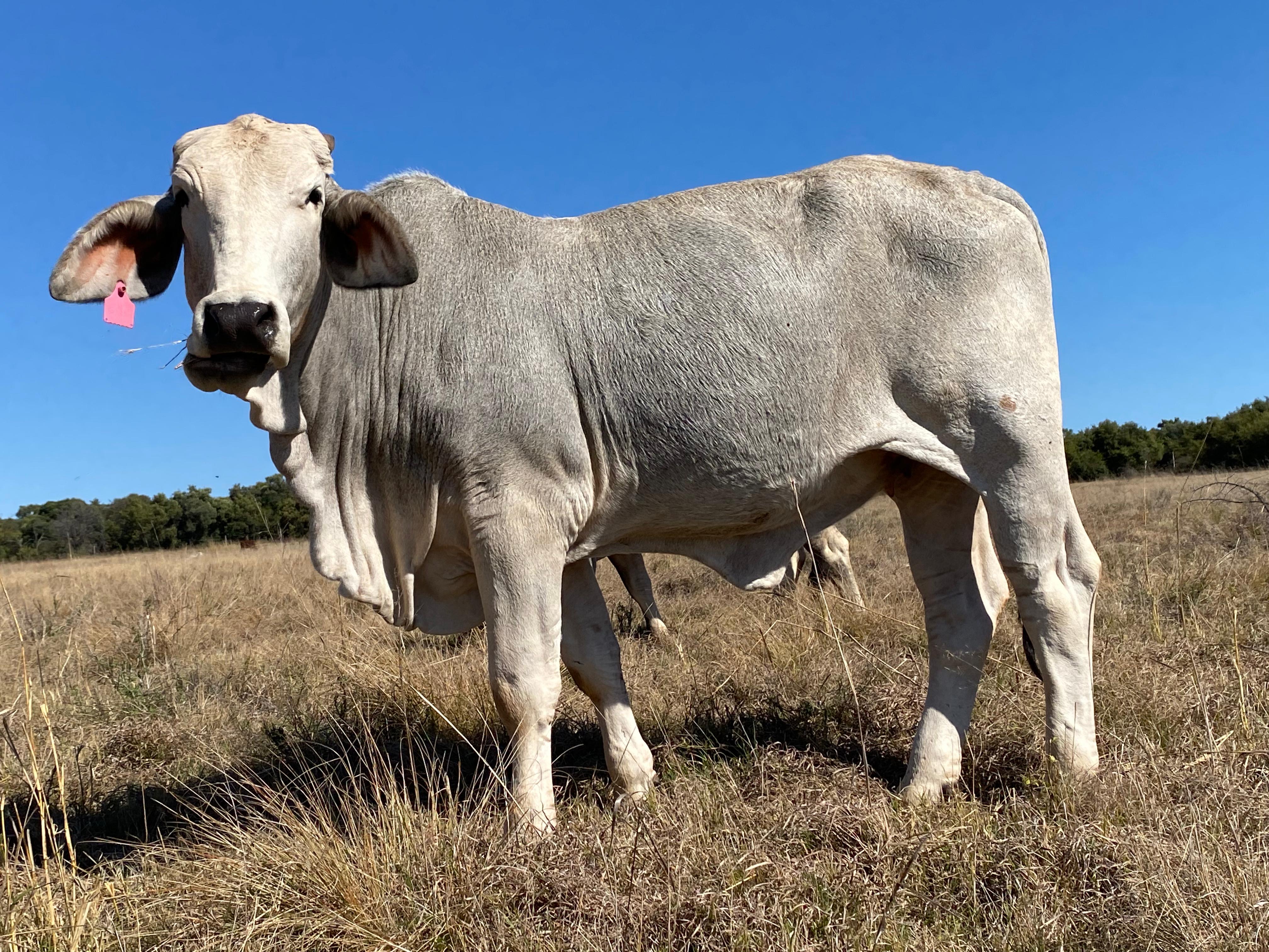 cattle