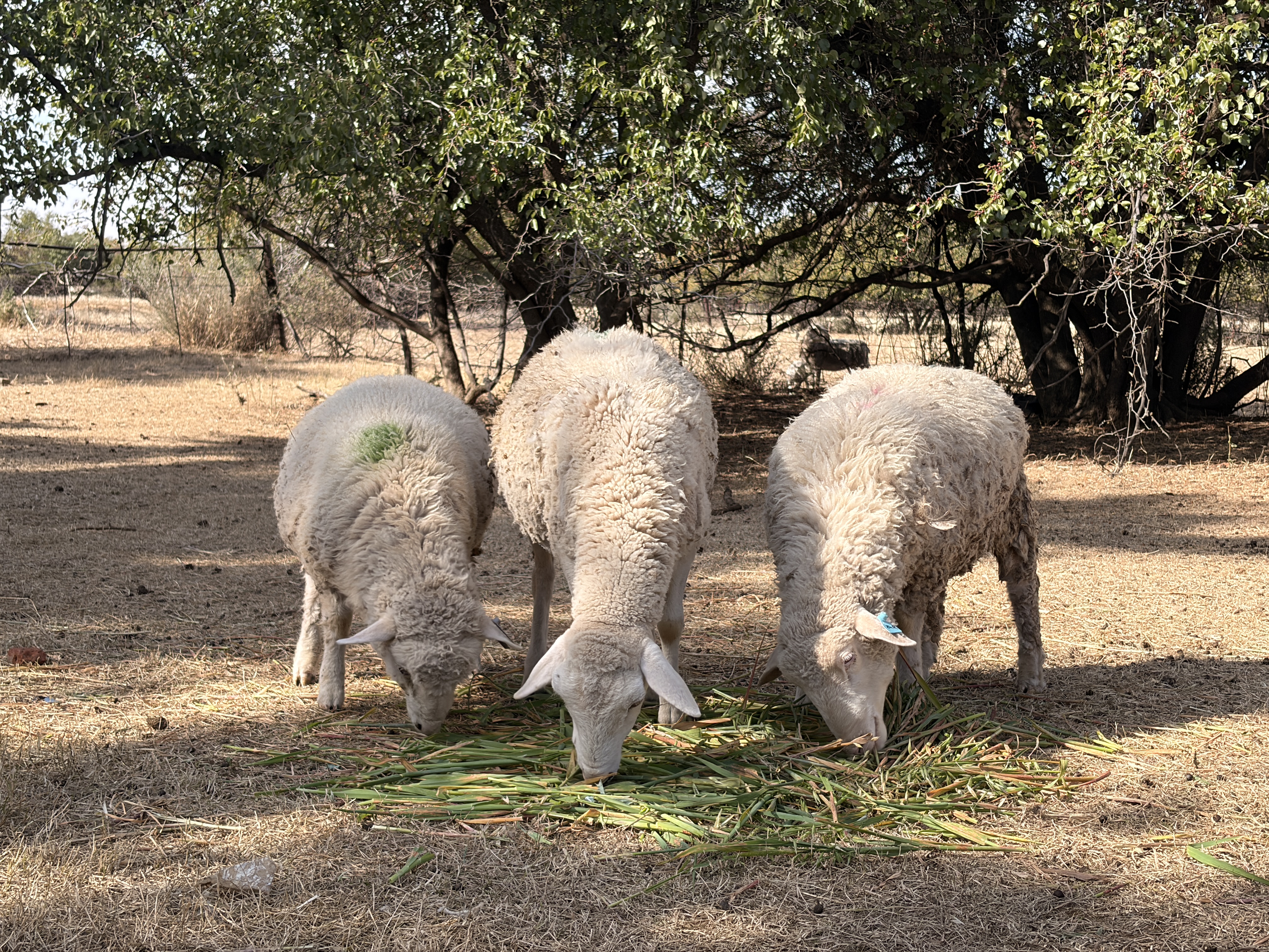 sheep