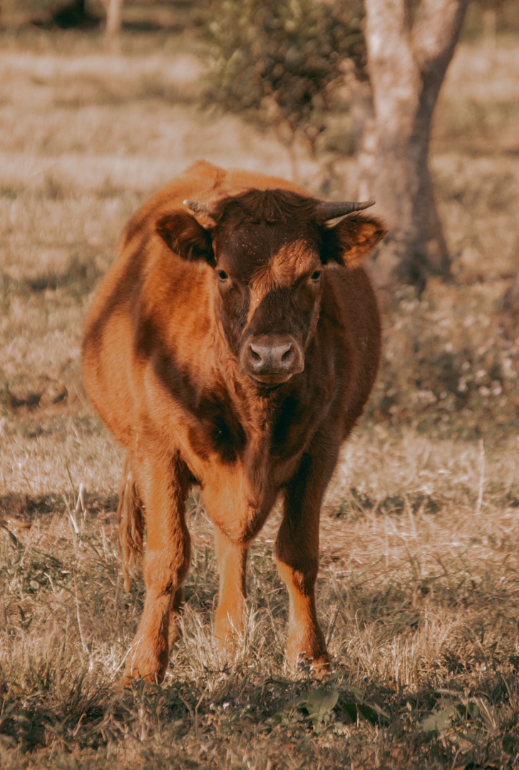 cattle